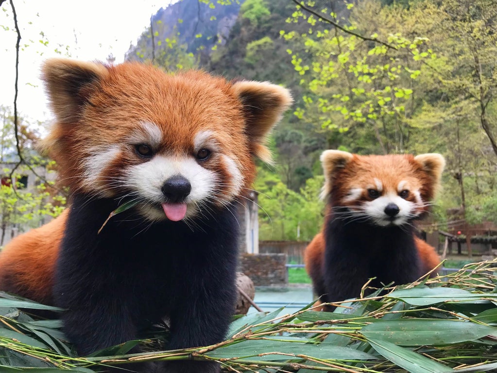 Red Panda and Giant Panda Volunteer Program in China