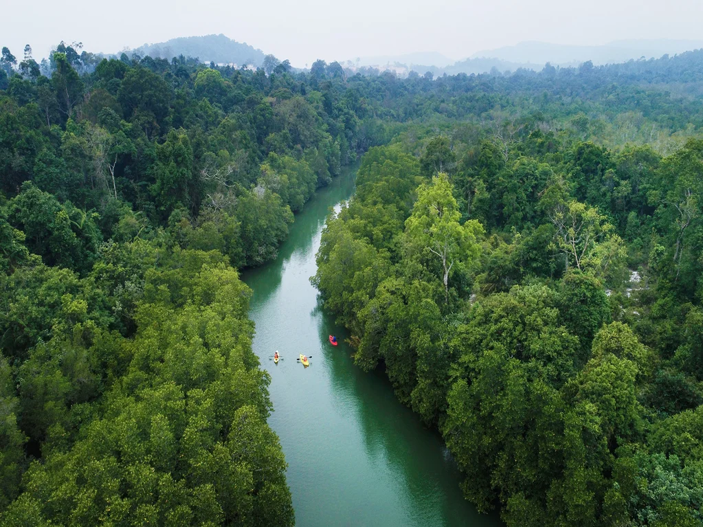 Mangrove Adventure Kayaking