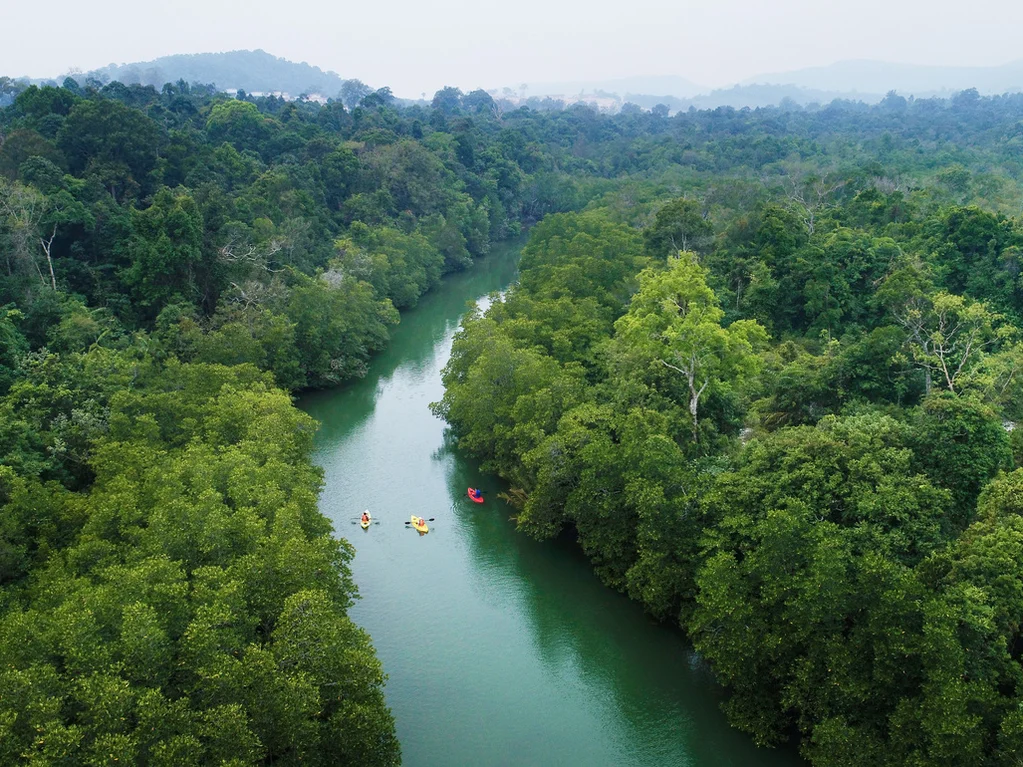 Mangrove Adventure Kayaking