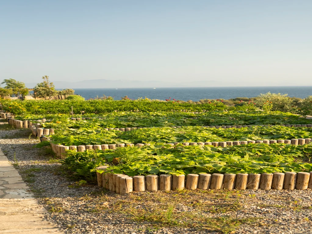 Slow Food Projesi