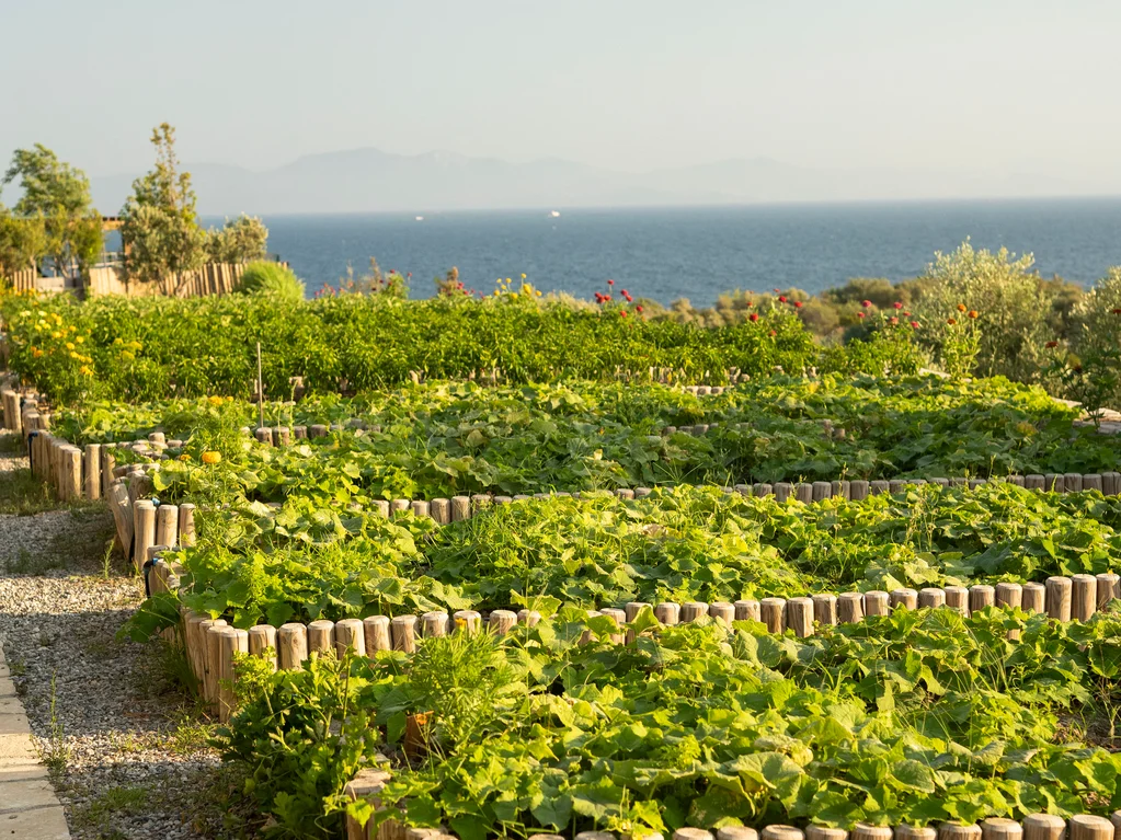 Slow Food Project