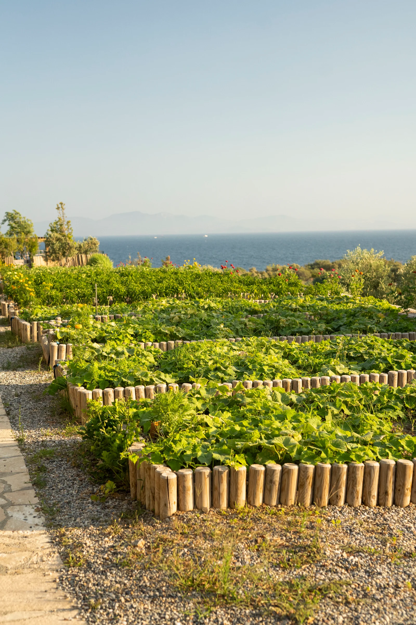 Vegetable beds edged with cut logs stepping down a gravel path towards the sea, squash leaves filling the plots and hills across the water.