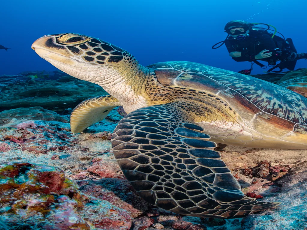 Turtle Safari Snorkeling Trip