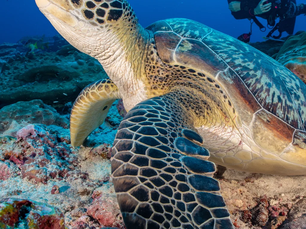 Safari de tortues avec plongée en apnée