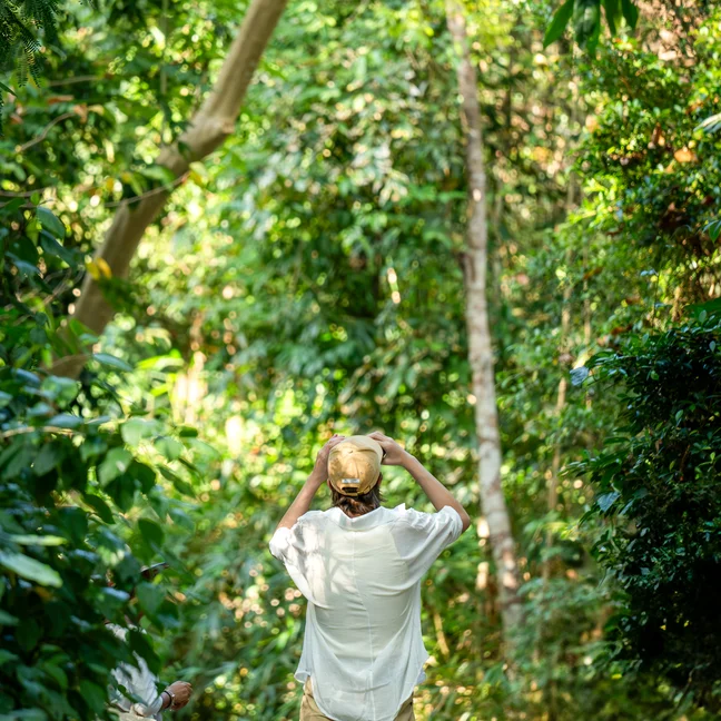 Guest in a white shirt and yellow cap gazes upward, surrounded by vibrant green forest, highlighting connection to nature and mindful exploration.