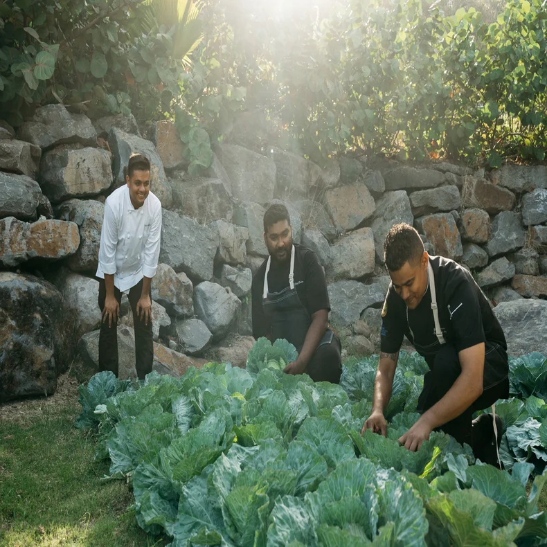 Team members in aprons and chef’s attire care for fresh vegetable plants in a bright garden, framed by substantial stone walls.