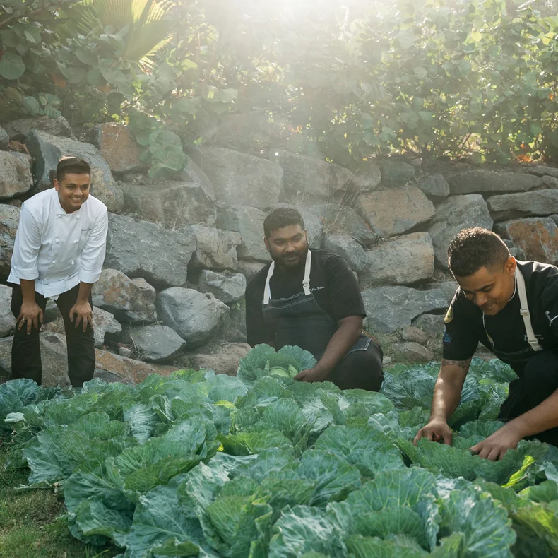 Team members in aprons and chef’s attire care for fresh vegetable plants in a bright garden, framed by substantial stone walls.