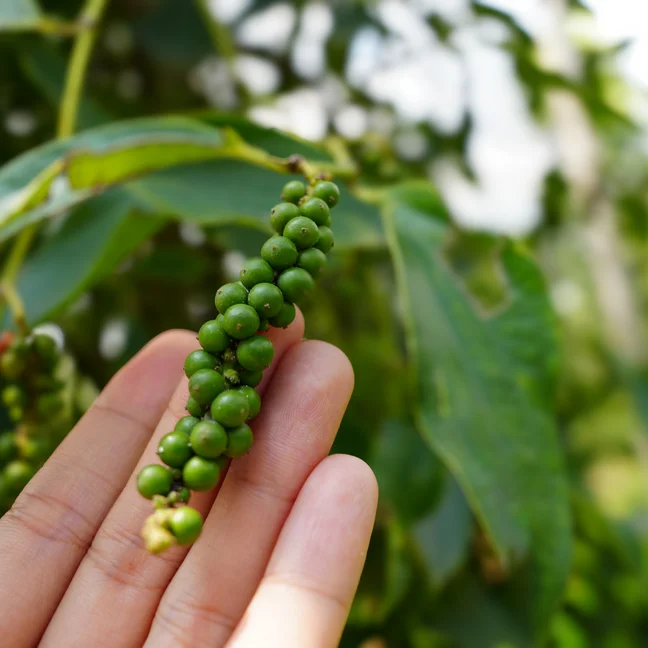 Fingers cradle unripe green peppercorns still on the vine, surrounded by vibrant leaves, highlighting the connection to nature and local sourcing.
