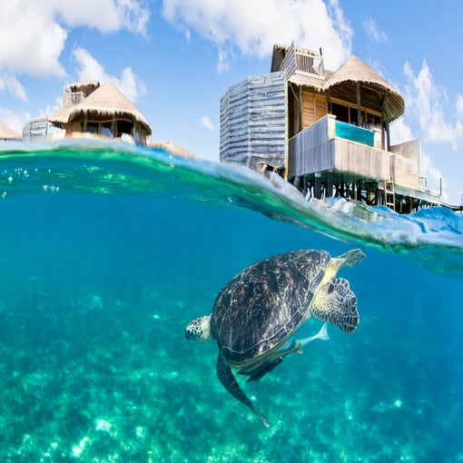 A turtle glides through clear water near overwater bungalows with thatched roofs, set against an open sky.