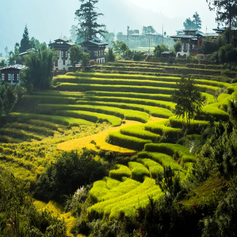 Immerse yourself in Bhutanese life and make the local alcohol, Ara.