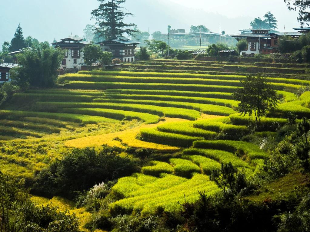 Ara Making (Local Alcohol)