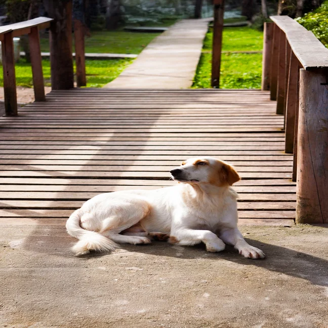 A calm dog with light brown ears rests at the entrance of a wooden bridge, framed by greenery and soft sunlight in a peaceful park setting.