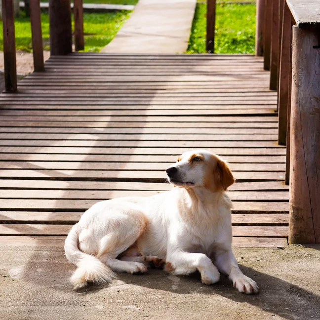 A calm dog with light brown ears rests at the entrance of a wooden bridge, framed by greenery and soft sunlight in a peaceful park setting.