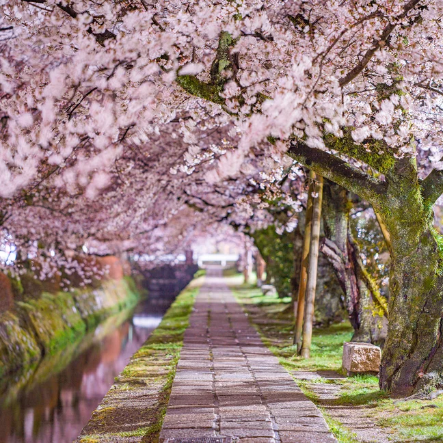 The gravel road along the narrow canal is lined with cherry trees in full bloom, their pink petals forming a canopy overhead.
