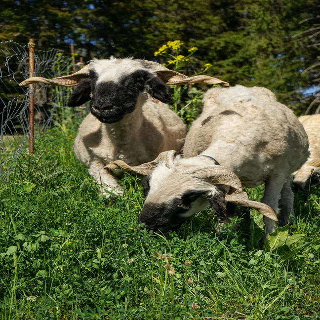 Black-faced sheep with curved horns eat grass by a wire fence, amid wildflowers and trees, in a peaceful landscape highlighting natural biodiversity.