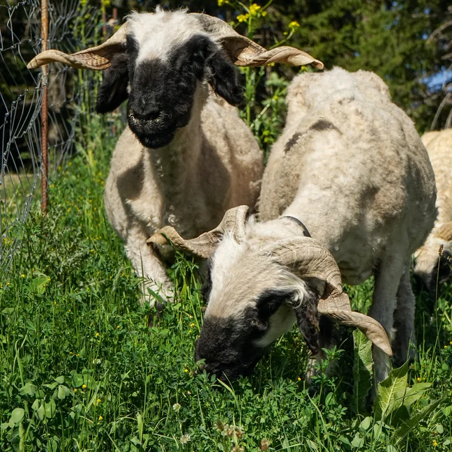 Black-faced sheep with curved horns eat grass by a wire fence, amid wildflowers and trees, in a peaceful landscape highlighting natural biodiversity.