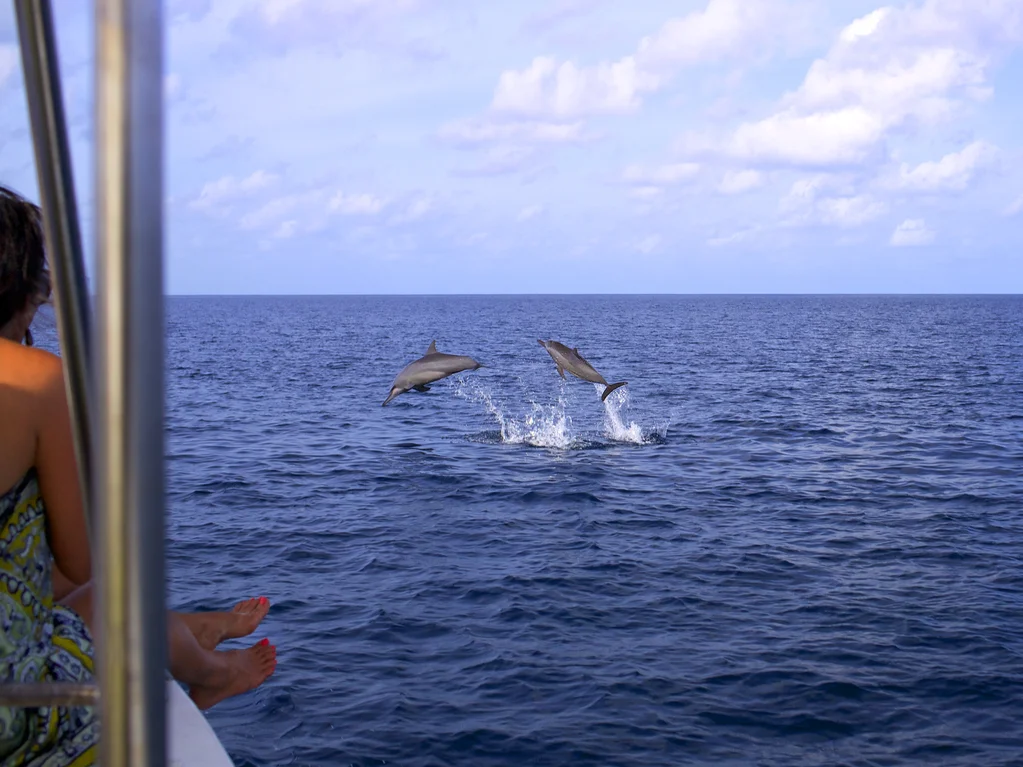 Croisière au Coucher du Soleil avec les Dauphins