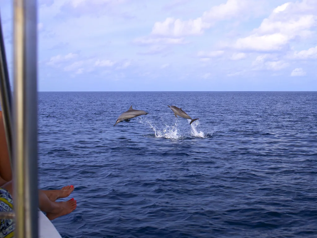 Sunset & Dolphin Cruise in the Maldives
