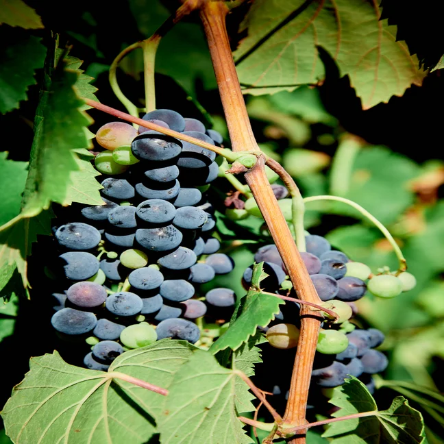 Clusters of dark purple grapes grow on a vine, framed by vibrant green leaves in natural sunlight, reflecting sustainable farming and local produce.