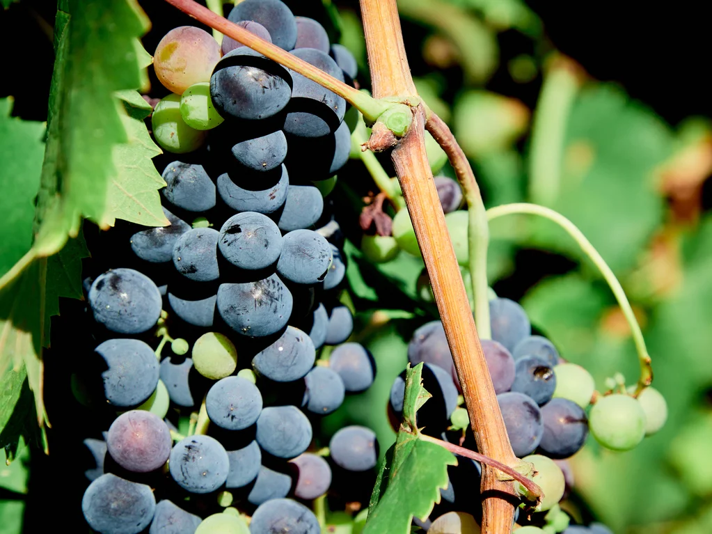 Garden to Glass: The Art of Vermouth
