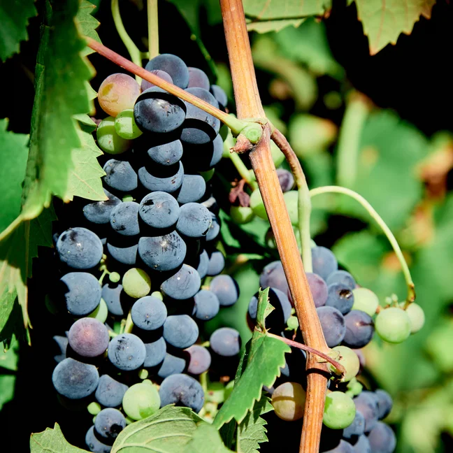 Clusters of dark purple grapes grow on a vine, framed by vibrant green leaves in natural sunlight, reflecting sustainable farming and local produce.