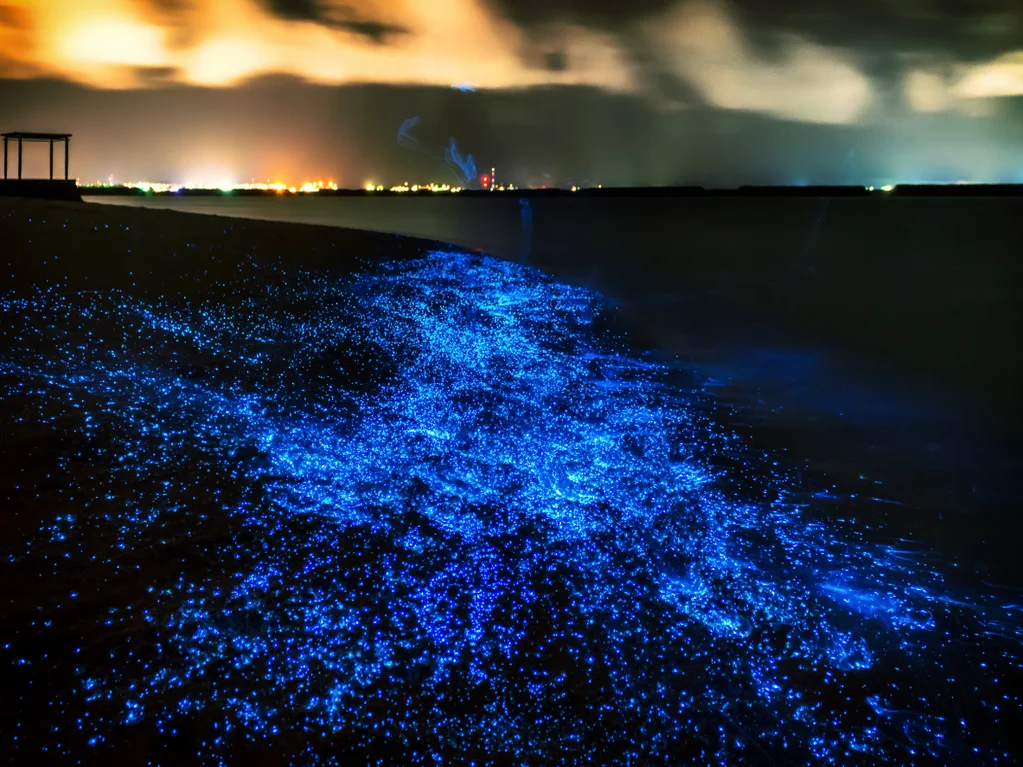 和浮游生物夜游