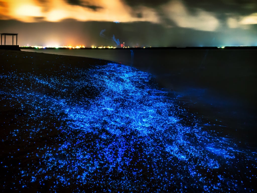 Illuminating Plankton Gazing