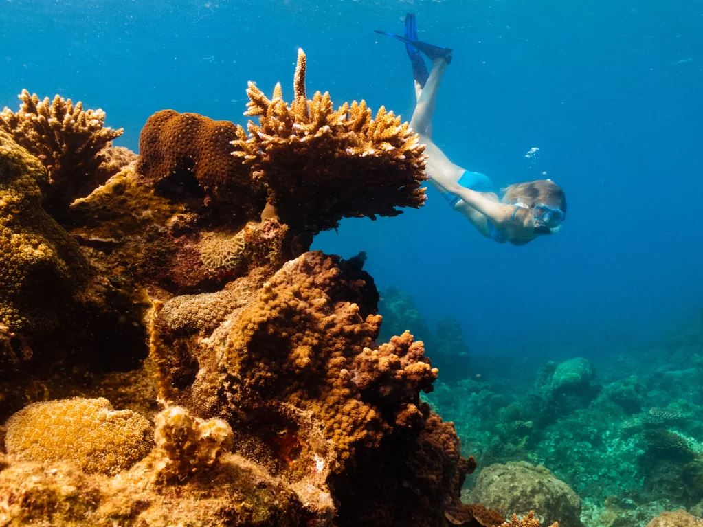 Excursion de Plongée pour Plongeurs Certifiés et Non Certifiés