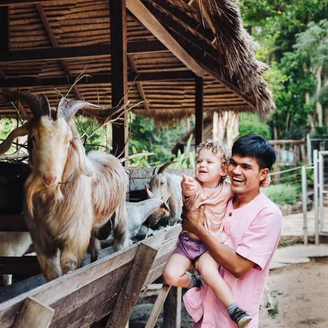 Un visitante que sostiene a un niño en brazos se encuentra junto a unas cabras en un corral de madera en una granja al aire libre, rodeado de árboles y de un cobertizo con techo de paja.