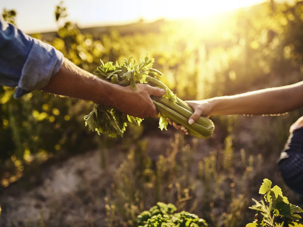 Harvest Homestead: Farm Flavors with Ms. Marryshow