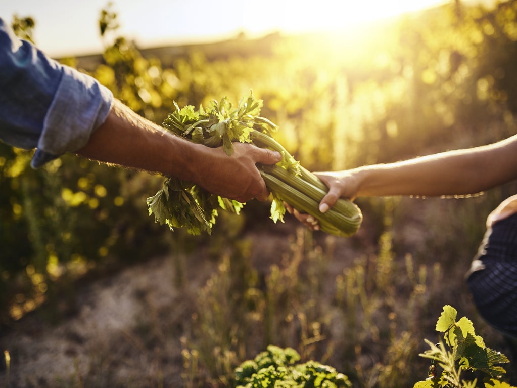 Harvest Homestead: Farm Flavors