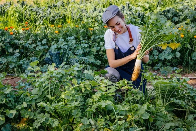 A team member in a cap and apron harvests a large white radish from a vibrant garden, reflecting wellness and sustainability values.