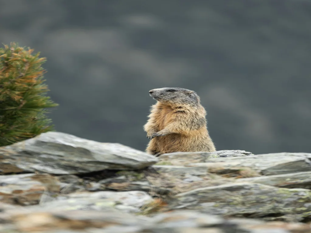 Sur les Traces des Animaux