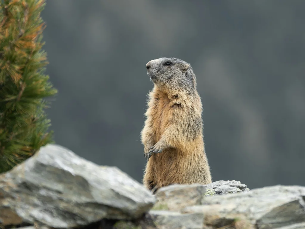 On Tracks of the Animals