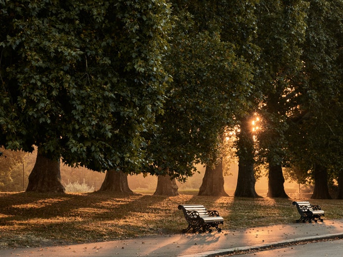 Các ghế dài được bố trí dọc theo con đường lát đá, dưới những tán cây đã trưởng thành. Ánh nắng lọt qua kẽ lá tạo nên những hoa văn dịu dàng, mang lại sự tĩnh lặng cho khung cảnh thiên nhiên này.