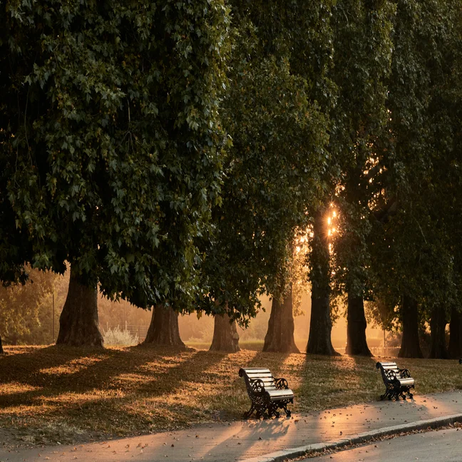 Benches rest along a paved walkway beneath mature trees. Sunlight filters through branches, casting gentle patterns and inviting calm within the natural surroundings.