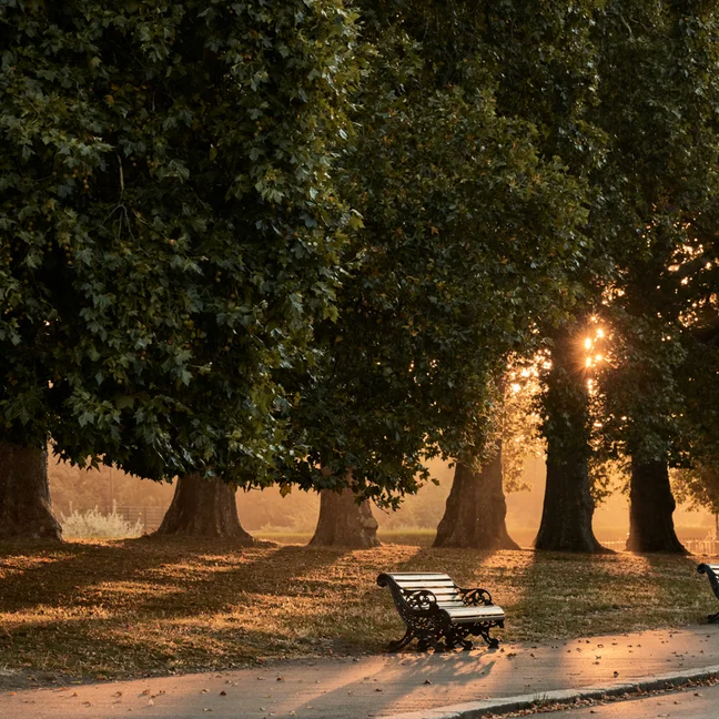 Benches rest along a paved walkway beneath mature trees. Sunlight filters through branches, casting gentle patterns and inviting calm within the natural surroundings.