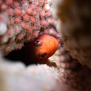 Diving into the Deep