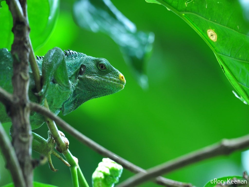 Iguana Spotting