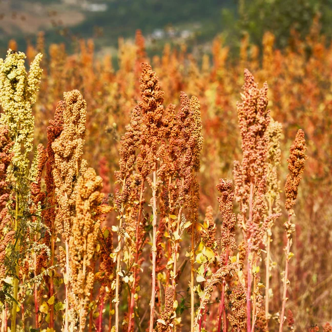 Rows of quinoa plants display vibrant reddish, orange, and yellow seed heads growing together, reflecting a natural commitment to sustainability and local wellness practices.