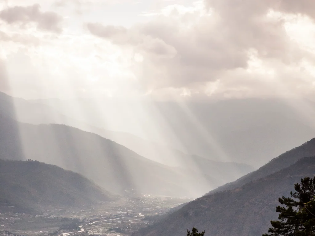 Guided Mushroom Foraging