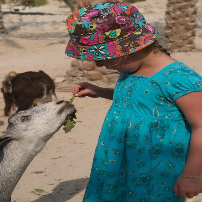 A young child wearing a floral bucket hat and blue dress feeds a green leaf to a goat on the property.