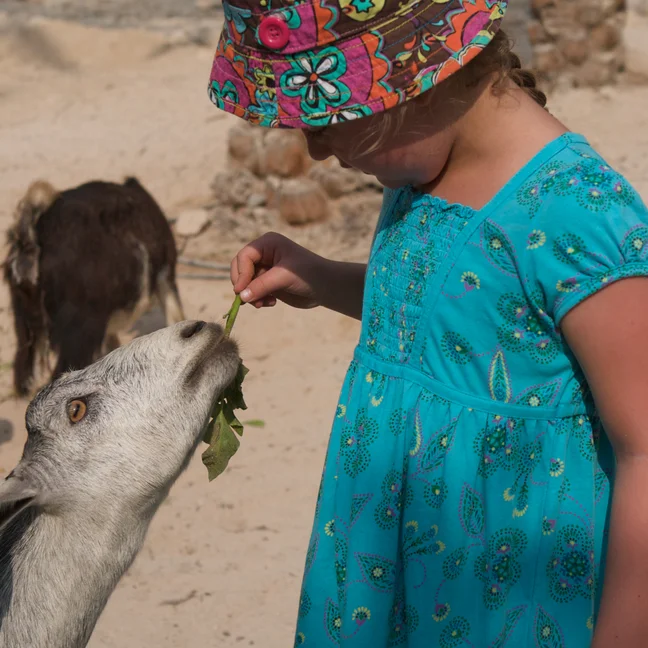 A young child wearing a floral bucket hat and blue dress feeds a green leaf to a goat on the property.