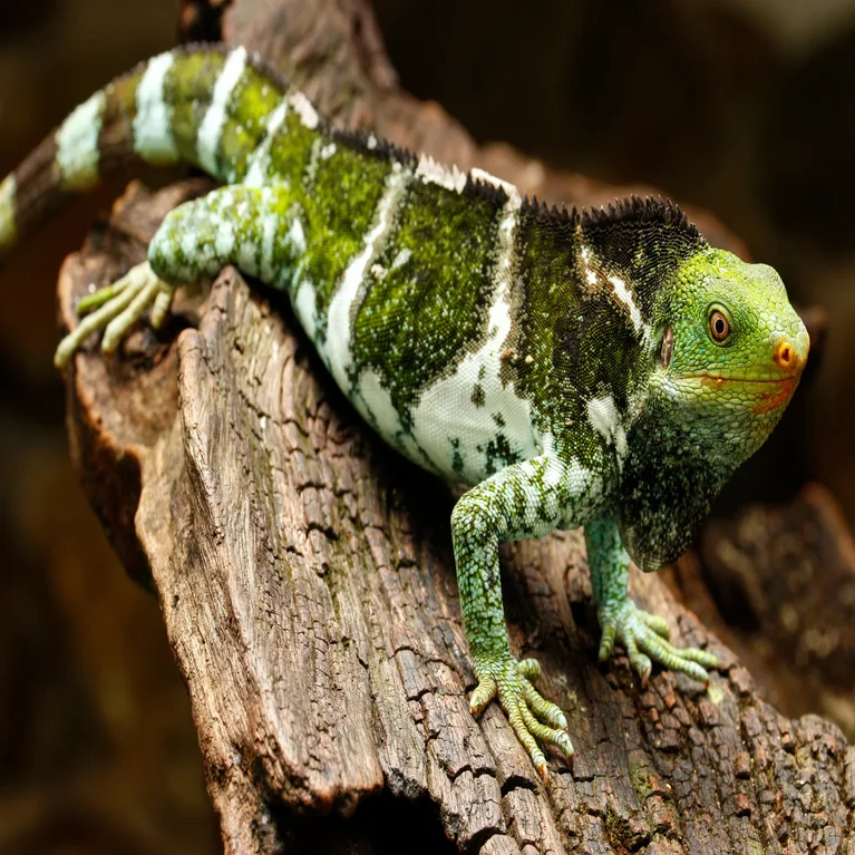 A lizard with green and white bands and textured skin sits on a natural brown wooden surface, reflecting the local ecosystem’s diversity.